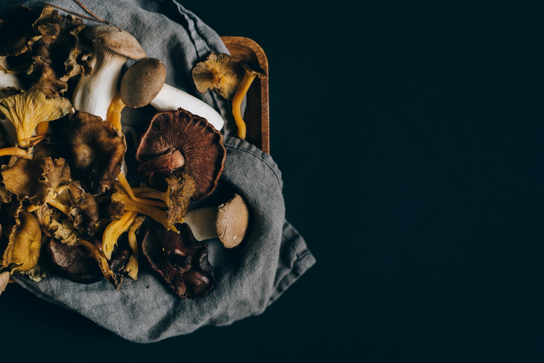 Różne leśne grzyby rozłożone na ciemnym materiale