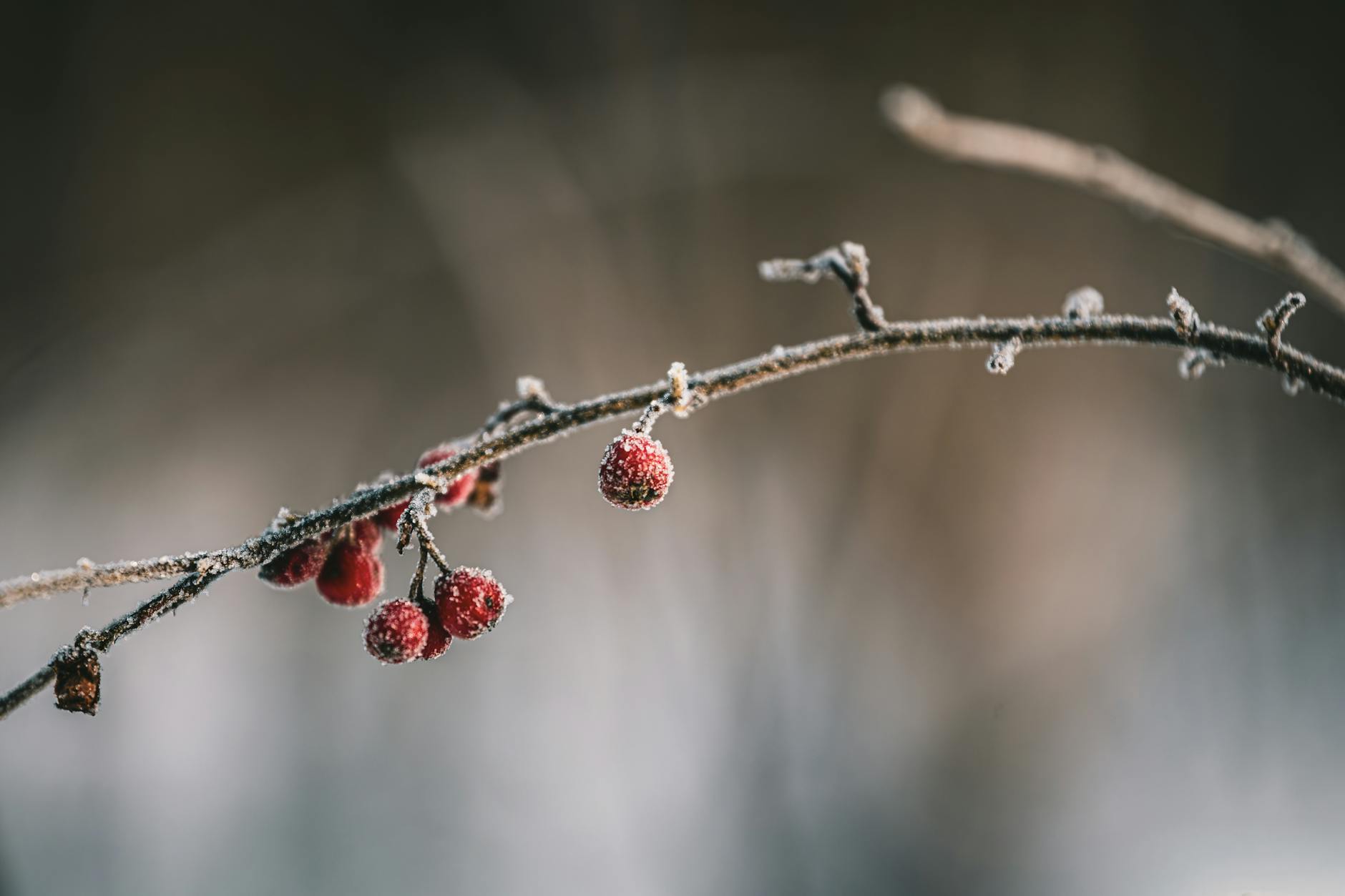 Oszronione czerwone owoce na gałązce w zimowym świetle naturalnym